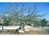 Fig tree in winter